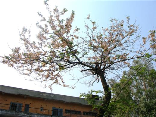 Cassia javanica